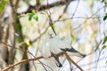 Sweet Pied imperial pigeon bird Royalty Free Stock Photo