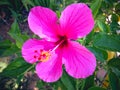 Sweet Pink Blooming Hibiscus Flower On Fresh Green Leaves Of The Plants In Tropical Garden Royalty Free Stock Photo