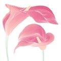 Sweet pink Calla lilies