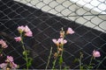 Sweet pink color roadside flowers growing at chain link fence Royalty Free Stock Photo