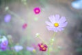 Sweet pink cosmos flowers with bee in the field background