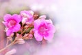 Sweet pink flower for dreamy romantic love concept Royalty Free Stock Photo