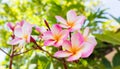 Sweet pink flower plumeria bunch and natural background Royalty Free Stock Photo