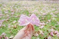 Sweet pink flowers