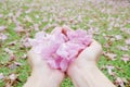 Soft and Sweet pink flowers in lady hands