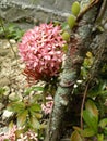 A sweet pink flowers in the morning Royalty Free Stock Photo