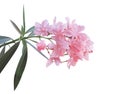 Sweet pink nerium oleander flower with green leaf isolated on white background Royalty Free Stock Photo