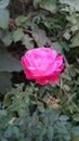 Sweet pink pink rose