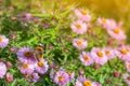 Sweet pink purple cosmos flowers in the field with blue sky background in cosmos field and copy space useful for spring background Royalty Free Stock Photo