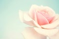 Sweet pink rose in soft color and blur style