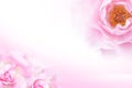 Sweet Pink rose (soft light style) for background