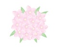 Sweet pink watercolor flowers bouquet on white