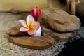 Sweet pink yellow flower plumeria or frangipani on pebble rock i Royalty Free Stock Photo