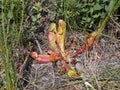 Sweet pitcherplant carnivorous plant