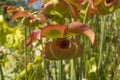 A sweet pitcherplant which is a species of trumpet pitchers Sarracenia