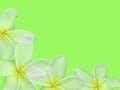 Sweet Plumeria (frangipani) flowers with green background Royalty Free Stock Photo