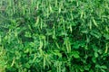 Sweet pods of green peas. Growing fresh vegetables in the garden Royalty Free Stock Photo