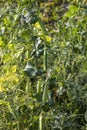 The sweet pods of green peas growing in the garden Royalty Free Stock Photo