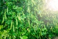 Sweet pods of green peas in sunlight. Growing fresh vegetables in the garden Royalty Free Stock Photo