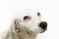 SWEET PORTRAIT OF A CUTE WHITE DOG WITH BLUE EYES LOOKING. ISOL