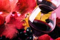 Sweet portuguese red wine in large glasses, autumn still life with red and yellow leaves on pink background, selective focus Royalty Free Stock Photo