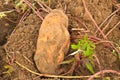 Sweet potato Royalty Free Stock Photo