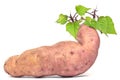 The sweet potato - batat Royalty Free Stock Photo