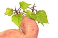 The sweet potato - batat Royalty Free Stock Photo