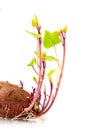 Sweet potato the best vegetarian organic food grow up with roots and green leave