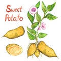 Sweet potato bush with flowers, leaves, sweet potato and cut slice