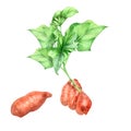 Sweet potato bush watercolor illustration on white background. Royalty Free Stock Photo
