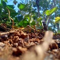 sweet potato creeper plant Royalty Free Stock Photo