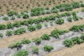 Sweet potato cultivation.