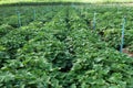 Sweet potato farm Royalty Free Stock Photo