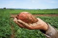 Sweet potato on farmer hand Royalty Free Stock Photo