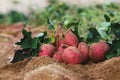 Fresh and delicious sweet potatoes and shoots dug up from the sweet potato fields during the fall harvest season. Royalty Free Stock Photo