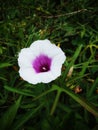 Sweet potato flower