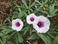 sweet potato flowers are blooming white with purple in the middle Royalty Free Stock Photo