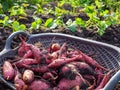 Sweet potato fruits with soil in plantation nature background. Concept of agriculture, farming Royalty Free Stock Photo