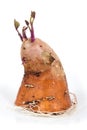 Sweet potato germinating Royalty Free Stock Photo