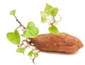 Sweet potato with green sprigs