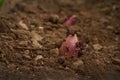 Sweet potato grow in nursery greenhouse Royalty Free Stock Photo