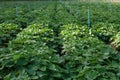 Sweet potato growing at farm Royalty Free Stock Photo