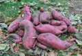 Sweet Potato Harvest with Autumn Background. Organic Vegetables