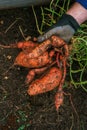 Sweet potato harvest. Digging sweet potatoes from the ground in the garden. Vegetable tubers in the ground.Healthy farm