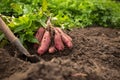 Sweet potato harvest