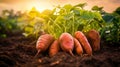 Sweet potato harvest in the garden. Generative AI,