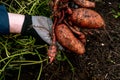 Sweet potato harvest in the hands of a farmer. Digging potatoes from the ground in the garden.