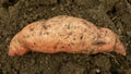 Sweet potato harvest Ipomoea batatas close-up tuberous tubers roots field soil spade bio farm harvesting plant