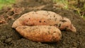 Ipomoea batatas sweet potato harvest close-up tuberous tubers roots field soil spade bio farm harvesting plant Royalty Free Stock Photo